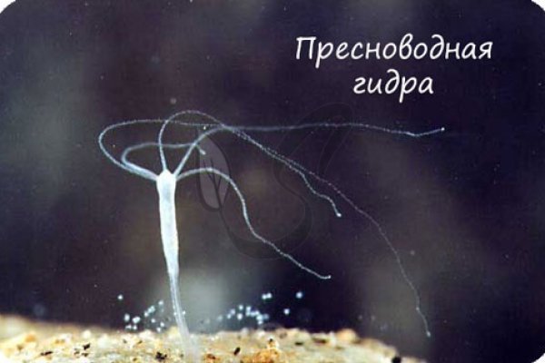 Kraken istand onion